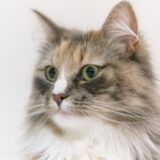 【猫ちゃん水問題】猫壱のフードボイルが猫と私を救った理由！！！