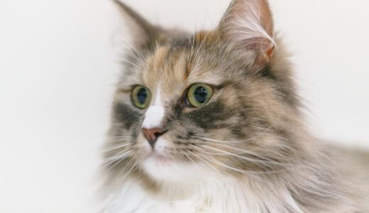 【猫ちゃん水問題】猫壱のフードボイルが猫と私を救った理由！！！