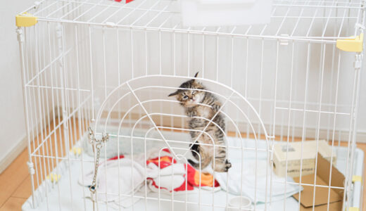 【ペットと帰省】アイリスオーヤマの折りたたみサークルで飼い主も猫ちゃんもストレスフリーに！！！