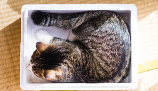 【ペット移動手段】移動キャリーを買う時に意識しておいてほしい一つのこと！！