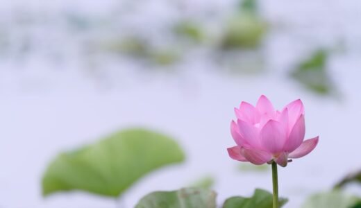 ♪名もなき家事には名前をつけましょう～、この世に無限にある～夫婦で負担が偏らないよおにぃぃぃぃーーー。